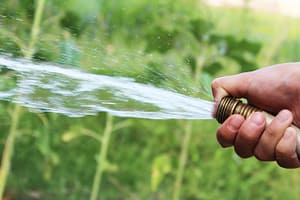 What Is The Best Way To Water Your Lawn Efficiently?