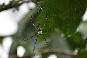 Beginners Guide To Pest Control For Spiders