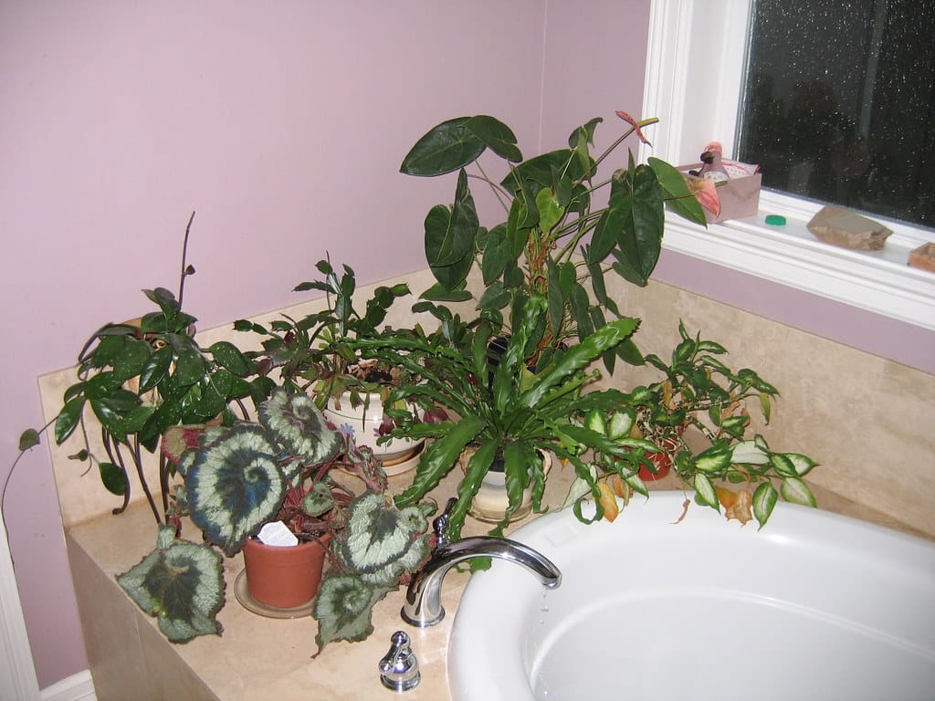 Image result for bathroom plants