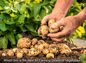 Which Soil is the Best for Farming Seasonal Vegetables?