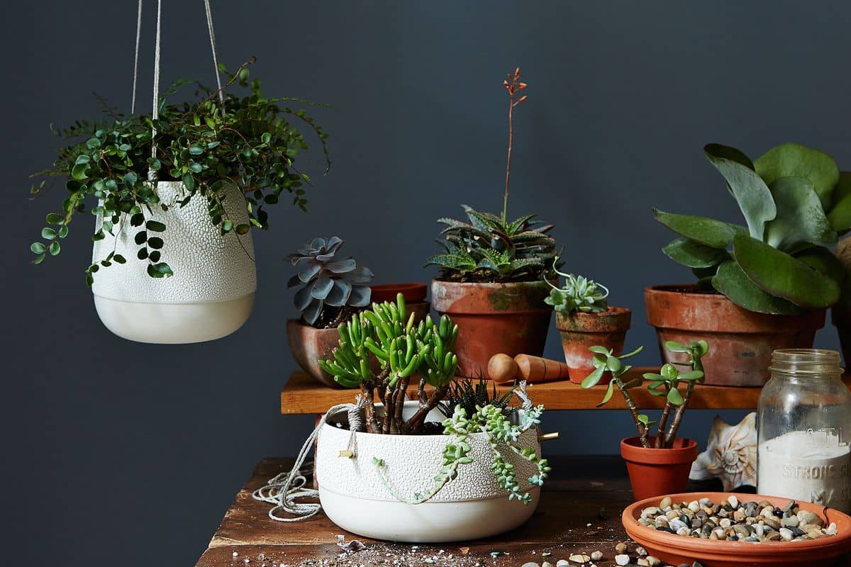 Potted Plants in winters