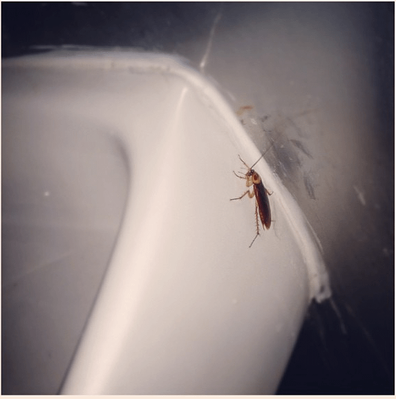 bathroom insects