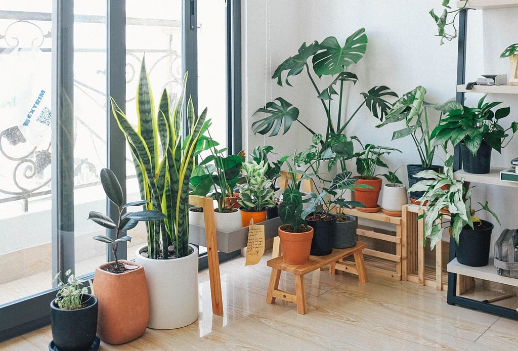 How to Find The Right Indoor Plant