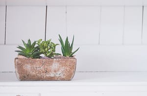 5 Bathroom Plants You Can Use in Your Bathroom