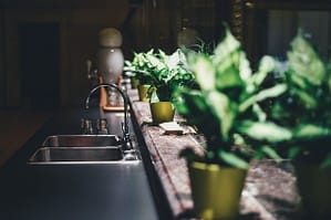 Different Types of plants to Purify The Air In Your Home