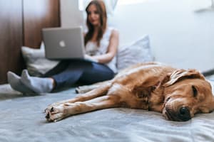 How To Control Pet Odor In Your Home?