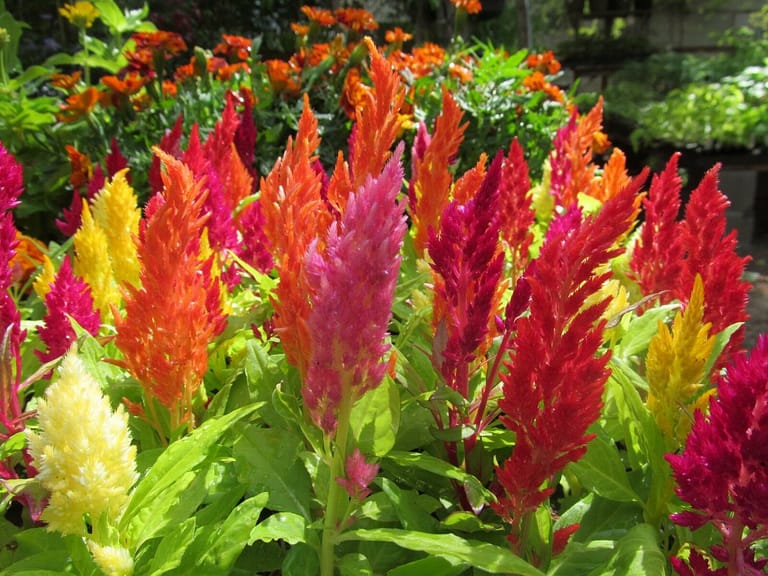 Celosia Flower: How to Grow, Dry and Care Tips?