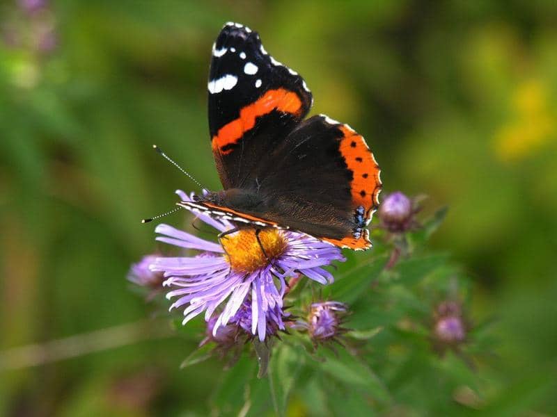 8 Impressive Ways to Growing more in Your Garden Space - Invite Pollinators.jpg